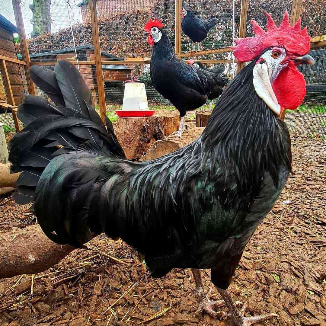 תרנגולות ספרדיות לבנות פנים
