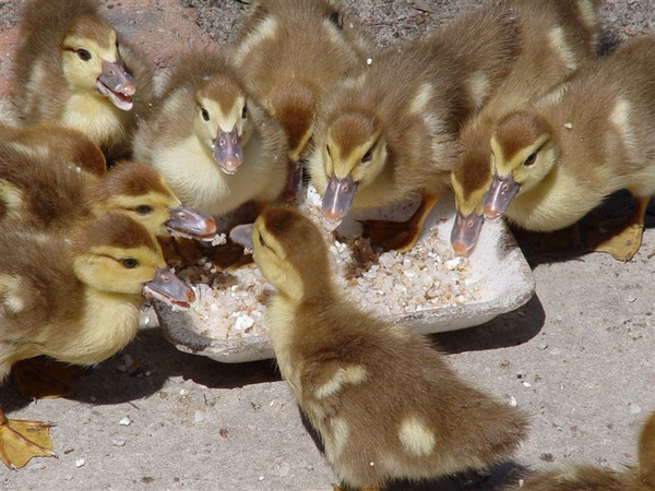 איך ואיך להאכיל אווזים לצמיחה מהירה לבשר בבית