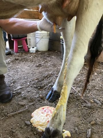 איך מטפלים במורסה בפרה?