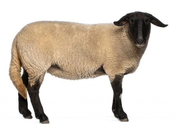 גזע כבשי גיסר: כללים לגידול, תחזוקה וטיפול