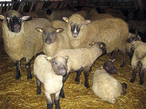 גידול כבשים בלי ללכת בבית