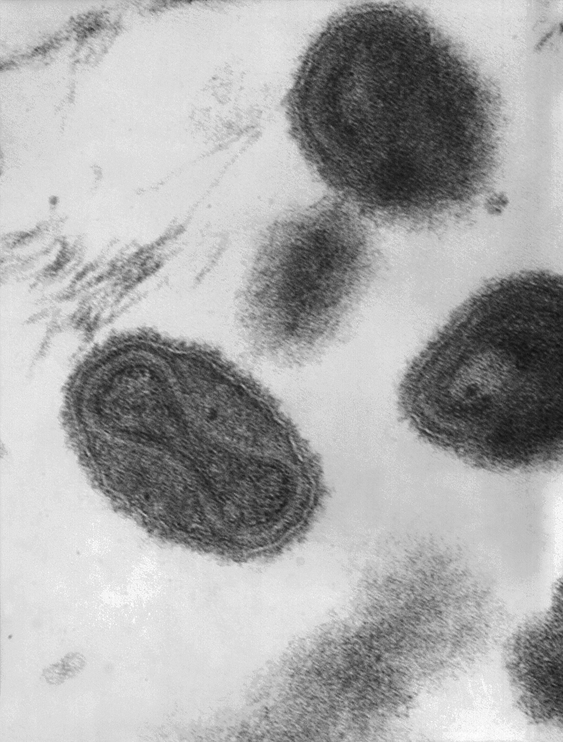 וירוס אבעבועות שחורות בכבשים ועיזים: מאפייני הפתוגן, אמצעי בקרה ומניעה