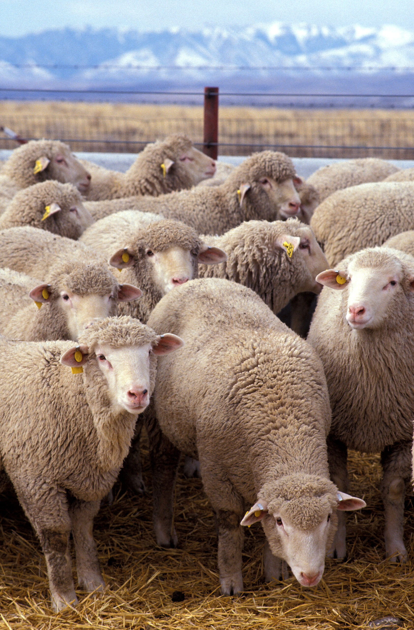 כבשה דקורטיבית גמדית ווסנט: תכונות רבייה