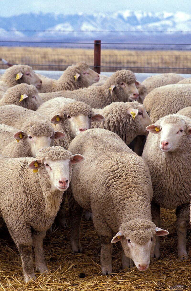מדוע כבשים, איילים וכבשים לא יכולים לעמוד על הרגליים האחוריות