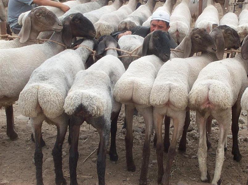 מהי כבשה עם זנב שמן: גזעים, מאפיינים ייחודיים