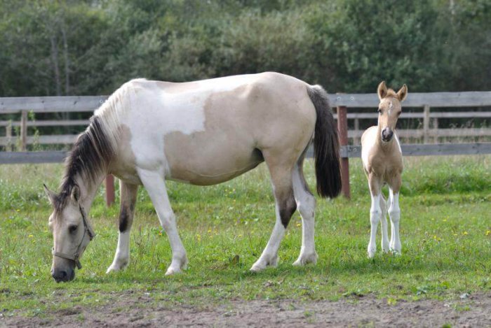 アボリジニの馬の品種