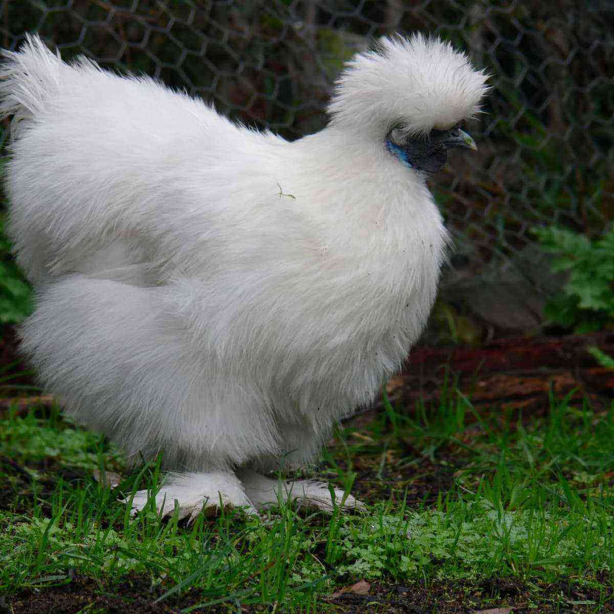 ウクライナの耳介鶏の品種