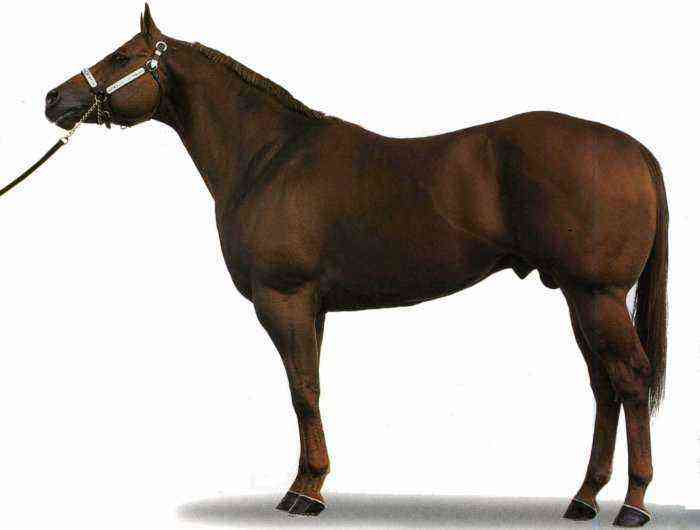 クォーターホースの馬の品種