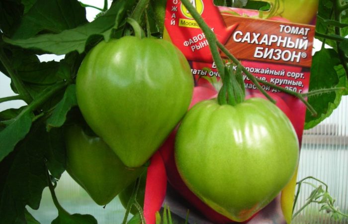 シュガーバイソントマトは、いくつかの成長特性を備えた、気取らない生産的な品種です