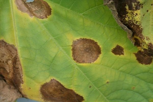 ズッキーニの葉が変形するのはなぜですか?