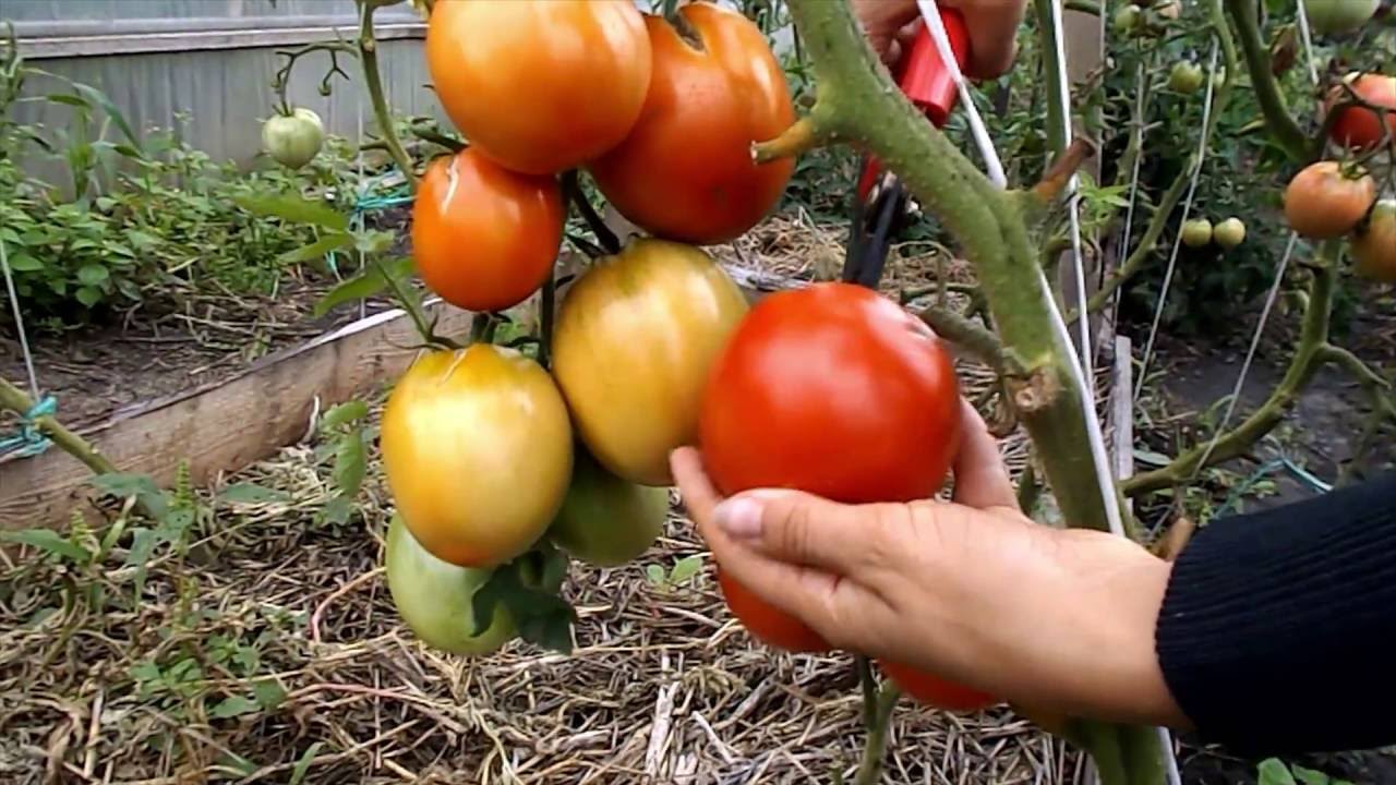 トマト「ブルズハート」：写真付き品種説明、特徴
