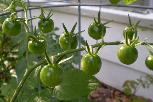 トマトが温室内で赤くならないのはなぜですか
