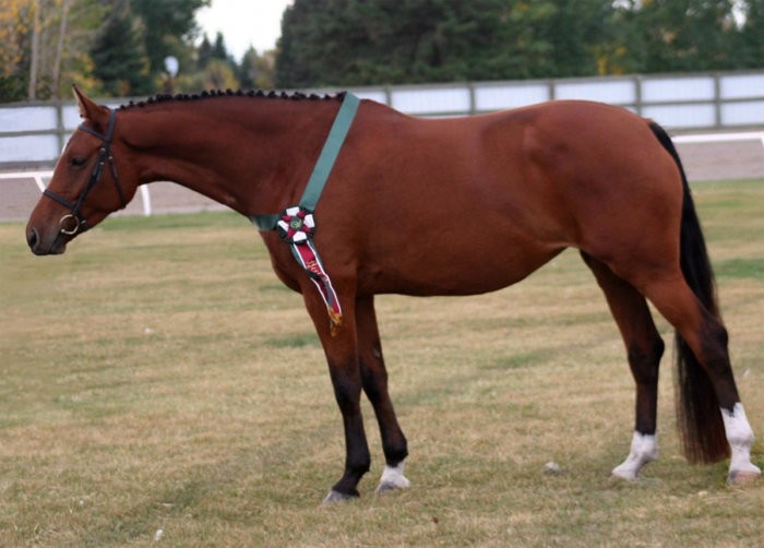 ドイツの馬の品種：概要、特徴