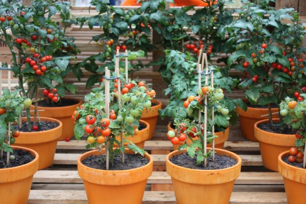 ベランダのトマトが少しずつ成長中