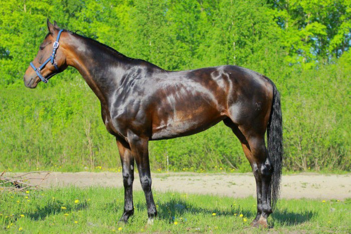 ホルスタイン種の馬の色は何色ですか?