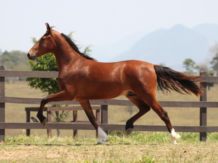 マンガラルガ マーシャドール馬の品種