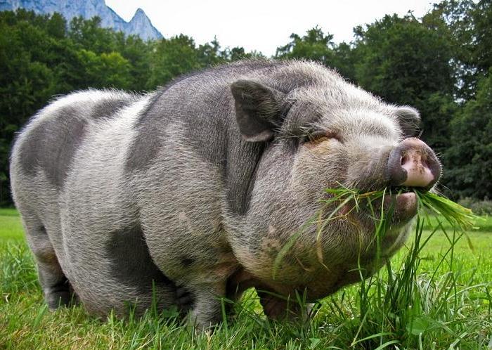 ミルゴロド豚の品種
