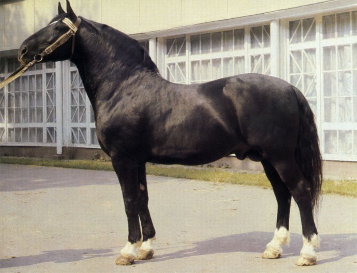 ラトビアの馬の品種
