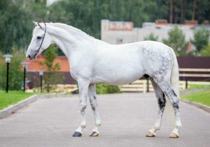 ロシアの馬の品種