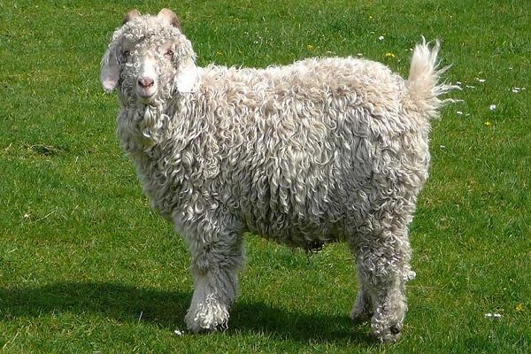 写真と説明付きの綿毛ヤギの最高の品種