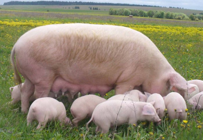 初心者のための自宅での豚の繁殖