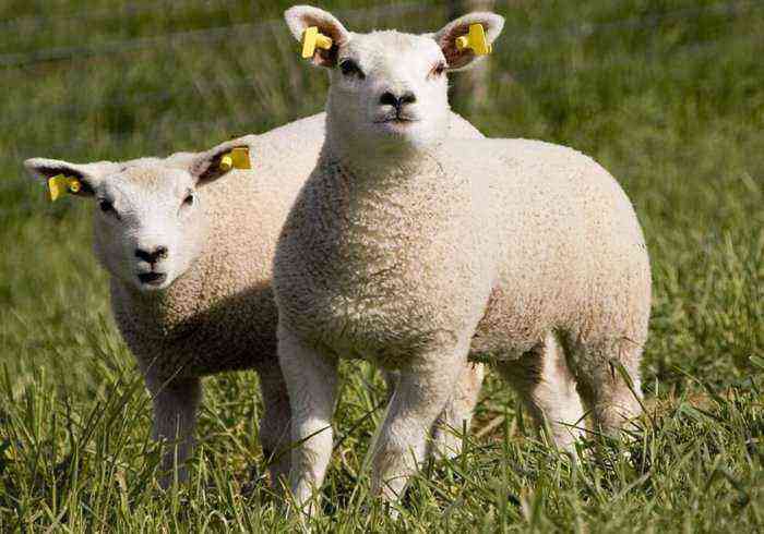 東フリジアの羊の品種