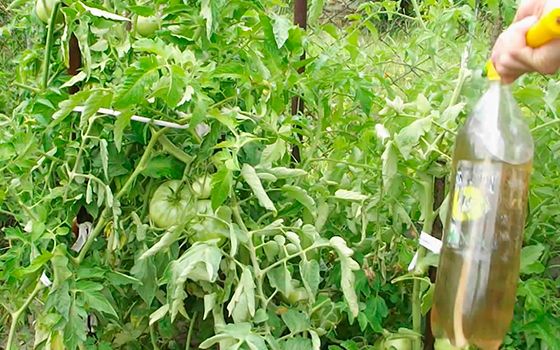 気絶せずに: トマトにアンモニアが必要な理由と植物を適切に肥料にする方法