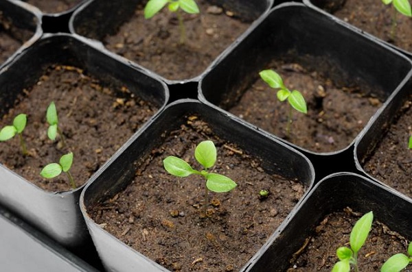 温室でのナスの栽培と世話：専門家のアドバイス