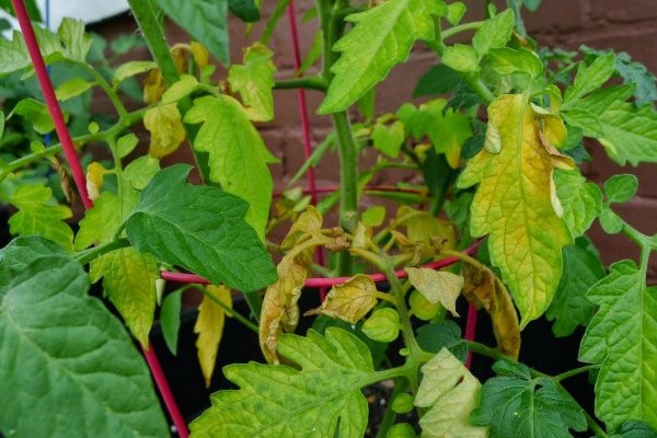 温室内でトマトの葉が黄色くなるのはなぜですか