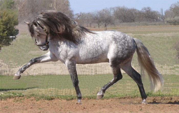 珍しい色の馬