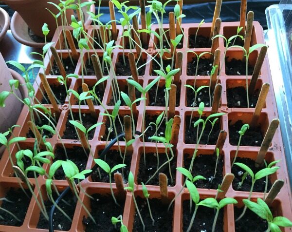 発芽直後のトマトの苗が大きく伸びてしまったのですが、どうすればいいですか？