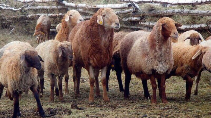 粗毛羊の品種の概要