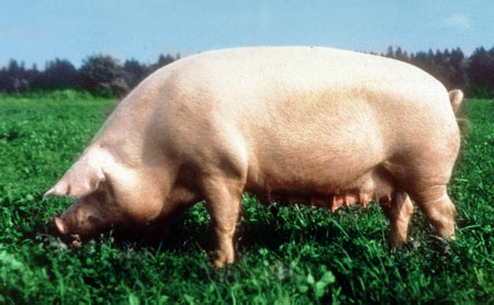 繁殖用の主な豚の品種
