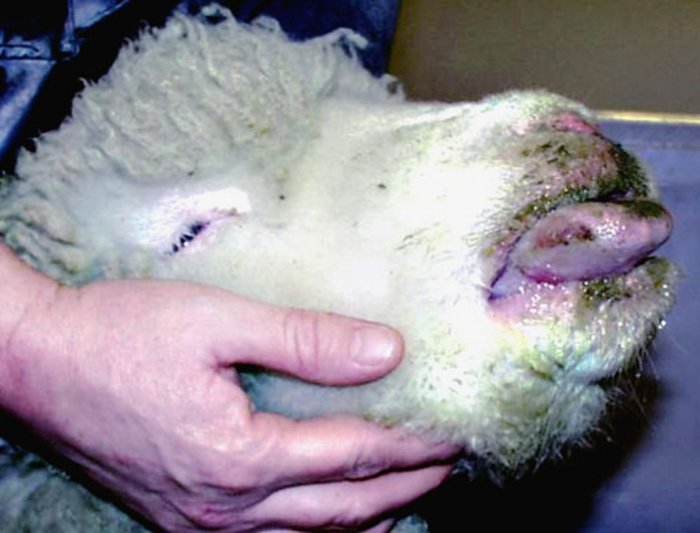 羊の天然痘