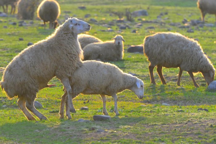 羊の授精と交配