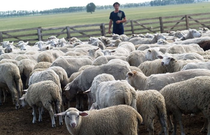 西シベリアの肉用羊の品種