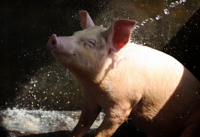 豚のシラミ、民間療法による治療
