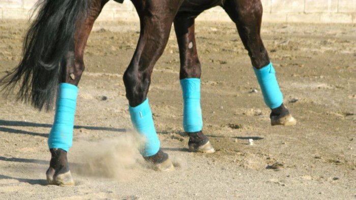 馬の足に包帯を巻く方法は？