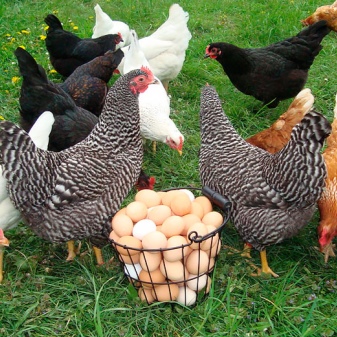 鶏のためのビタミン：種類と選択肢