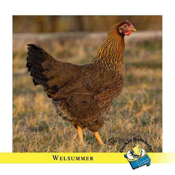 鶏の品種 – サンドハイマー
