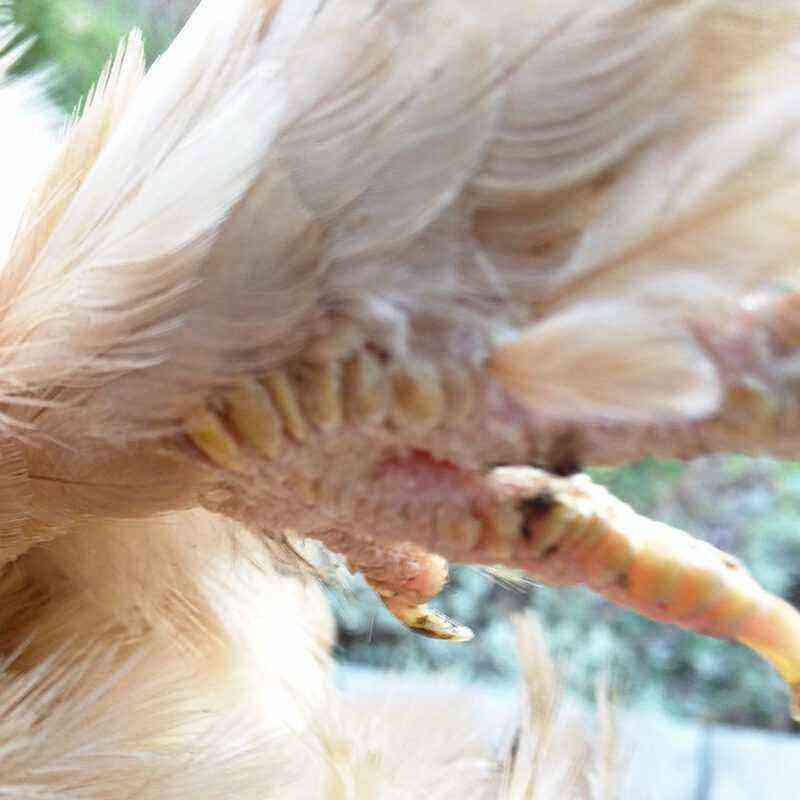 鶏：鶏のビタミン欠乏症