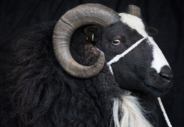 黒い羊の品種