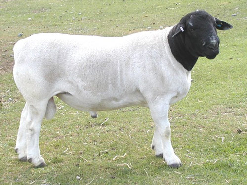 Dorper 品種の羊：品種の特徴、説明
