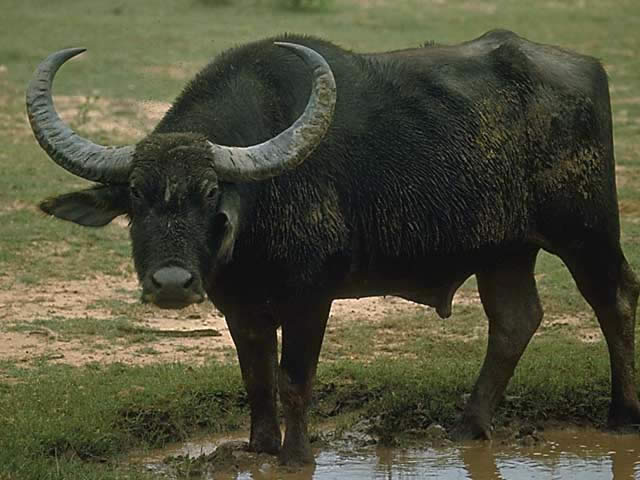 アジア水牛