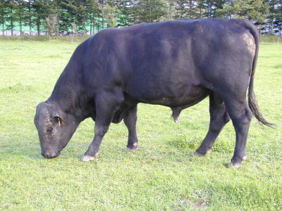 アバディーンアンガス牛の品種