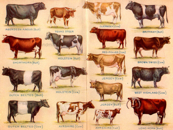 アンコウ牛の品種