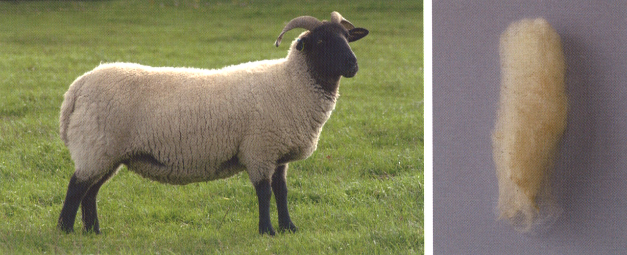 イギリスの羊の品種サフォーク：品種の羊と雄羊の外観、説明