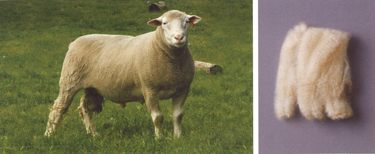 イル・ド・フランス羊品種の特徴：説明、繁殖の特徴