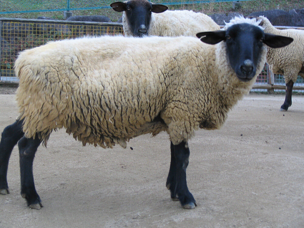 カラクル羊の品種：特徴、説明