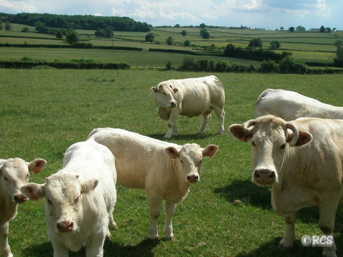 コストロマ種の牛